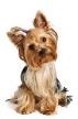 ᐈ Щенок йорка фото, фотографии щенок йоркширского терьера | скачать на  Depositphotos®